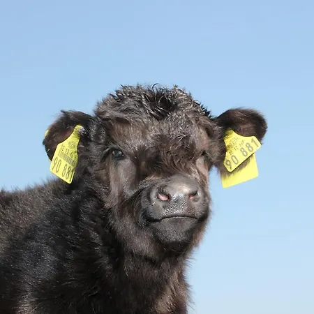 호텔 Landhotel Lowenbruch 3*