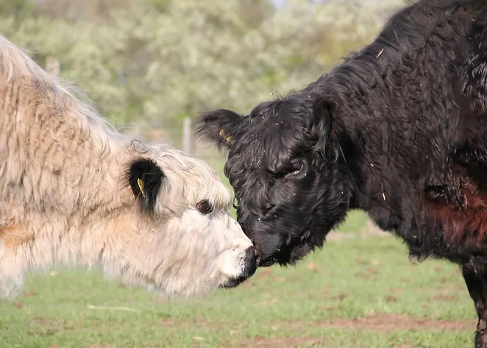 Landhotel Lowenbruch 3* Löwenbruch